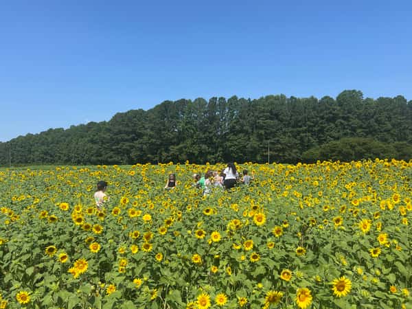 Sunflowers