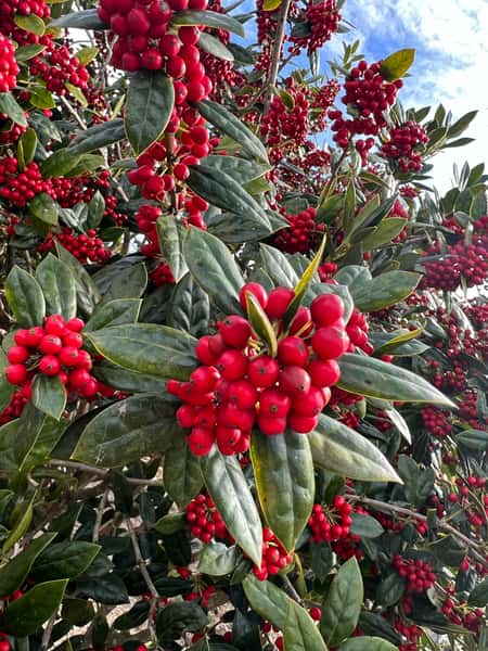Greenbrier Farms Nursery