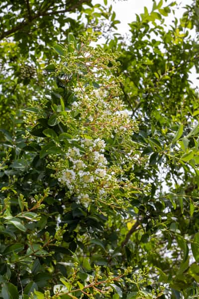 Crape Myrtle