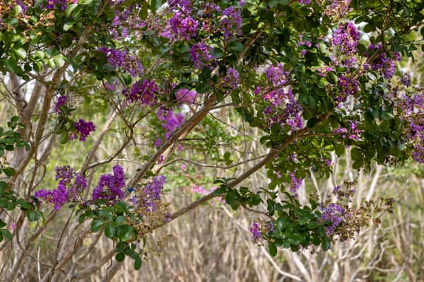 Crape Myrtles