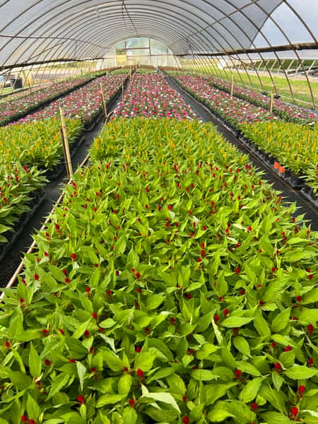 Nursery
