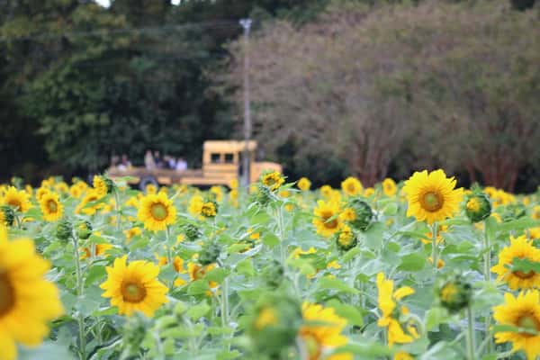Sunflowers