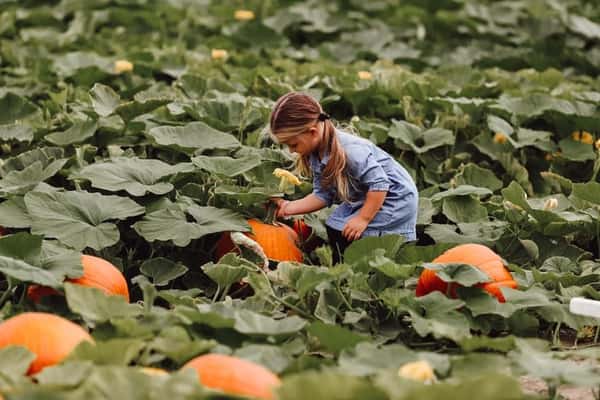 Pick Your Own Pumpkin 