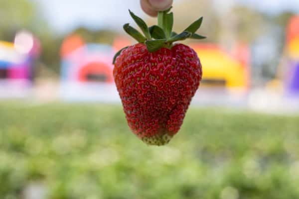 Strawberry Days
