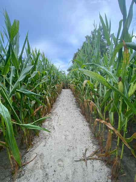Corn Maze 