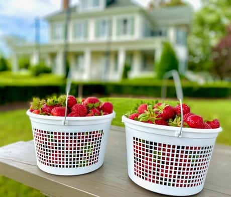 Strawberry picking