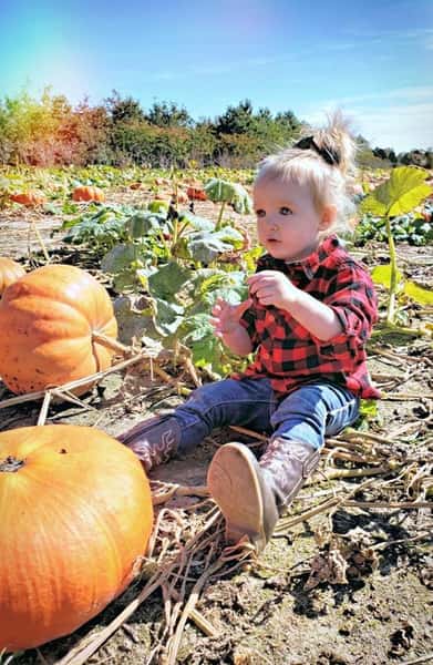 Pick Your Own Pumpkin 