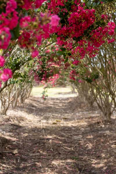Crape Myrtle