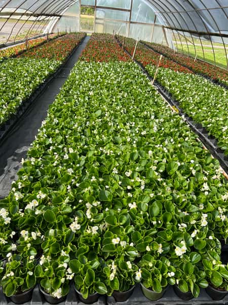 Nursery