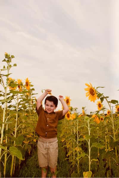 Sunflowers