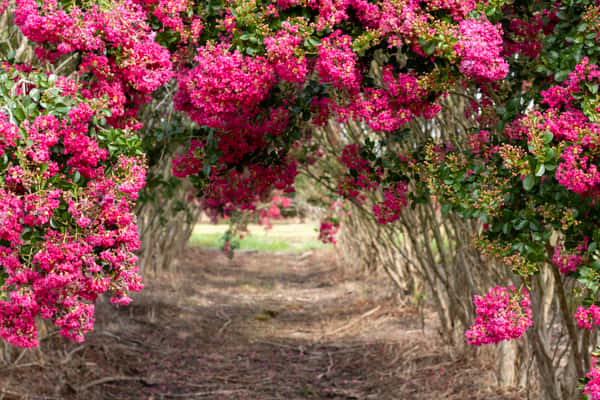 Crape Myrtle