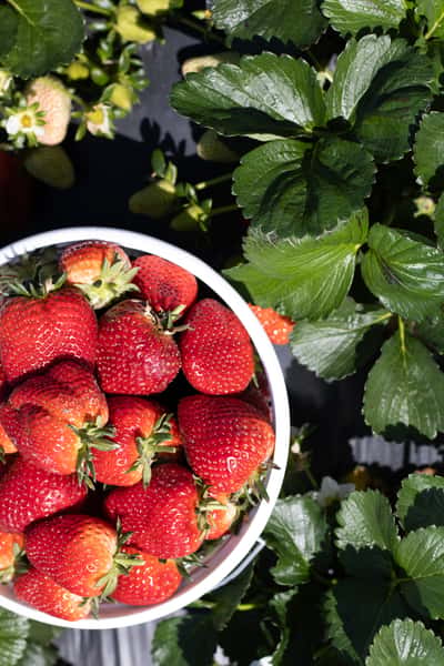Strawberry Days