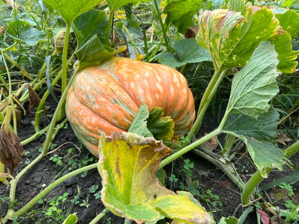 Pumpkin Patch