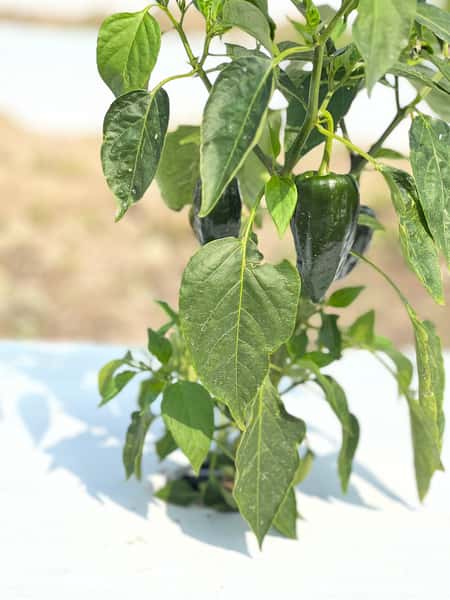 Jalapeno 