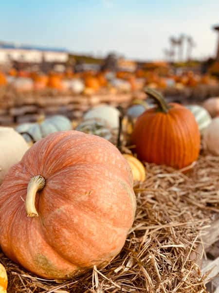 Pre-picked Pumpkins 