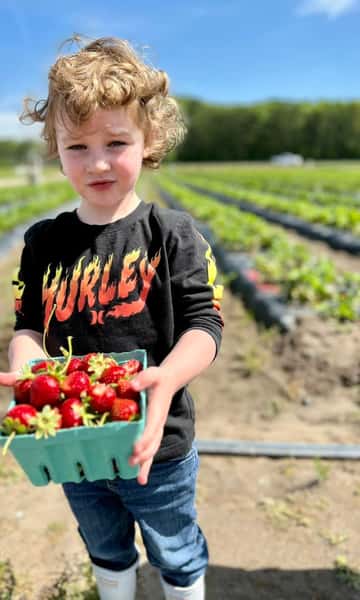 Strawberries