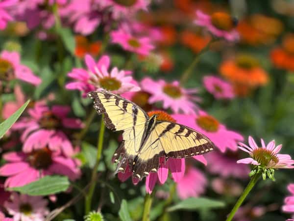 Greenbrier Farms Nursery