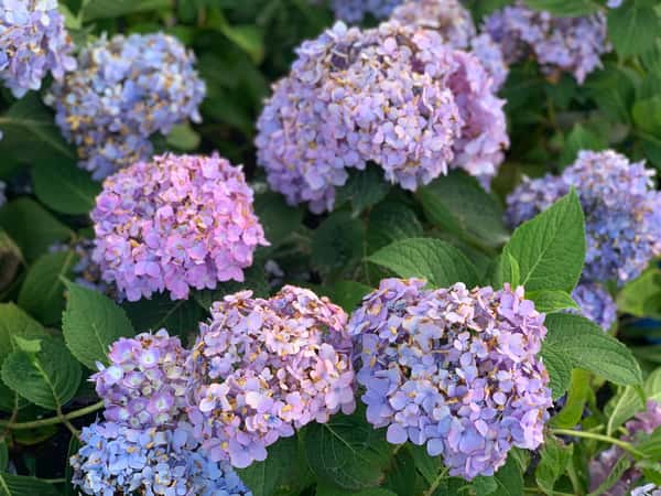 Greenbrier Farms Nursery
