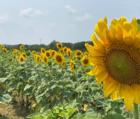 Sunflowers