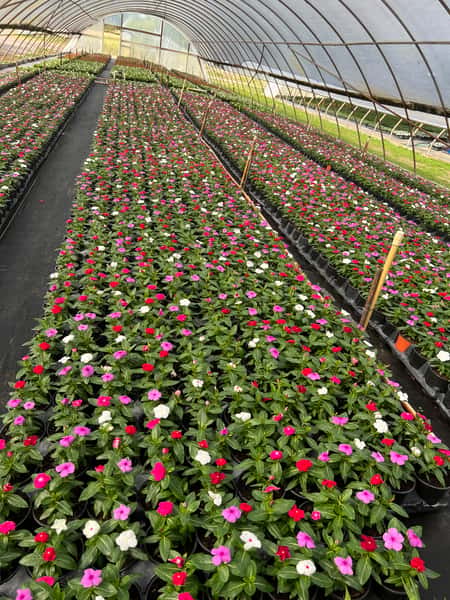 Nursery