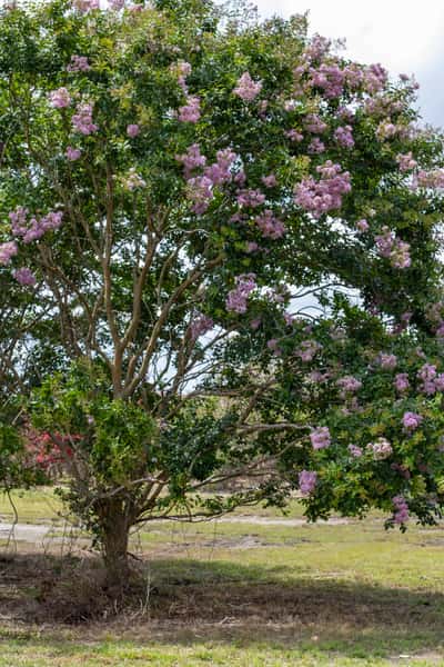 Crape Myrtle