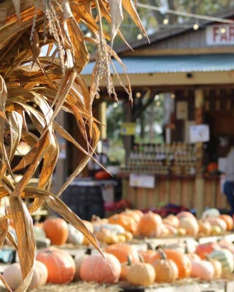 Fall Festival