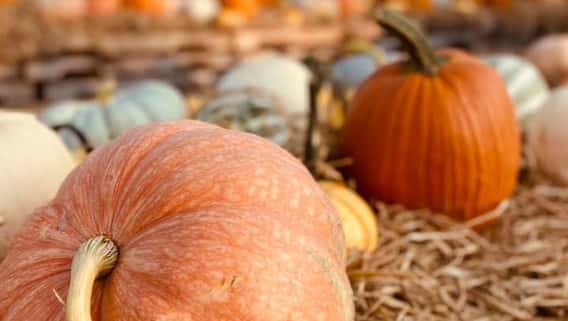 Pumpkin Festival