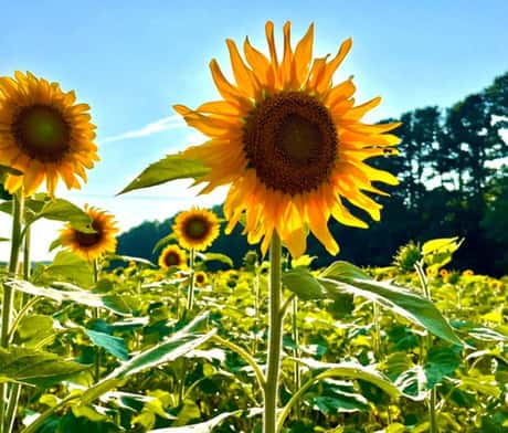 Sunflowers