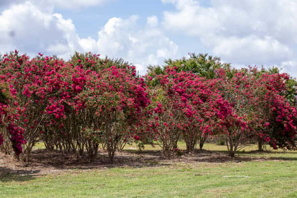 Crape Myrtle