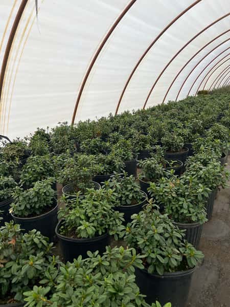 Nursery