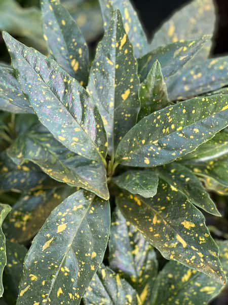 Greenbrier Farms Nursery