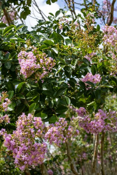 Crape Myrtle