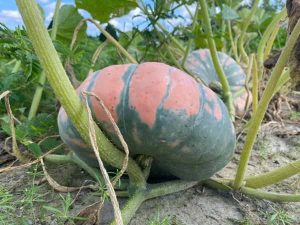 Pumpkin Patch