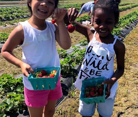Strawberry picking