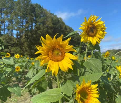 Sunflowers