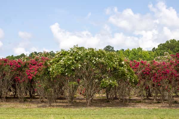Crape Myrtles