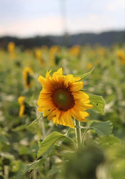 Sunflowers