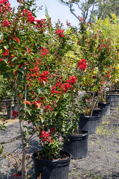 Crape Myrtles