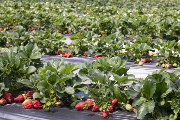 Strawberry Days