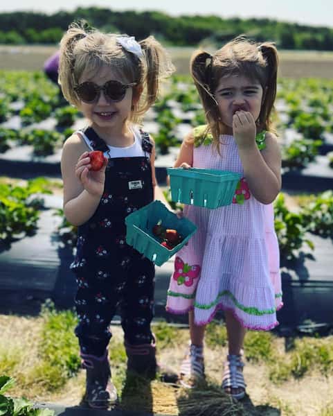 Strawberries
