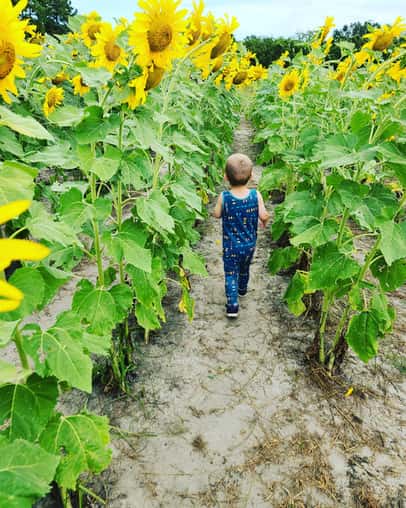 Sunflowers