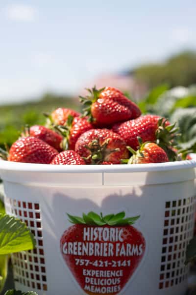 Strawberry Days
