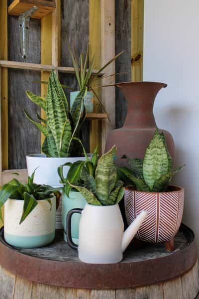 Plants