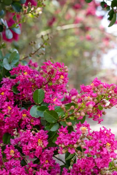 Crape Myrtle