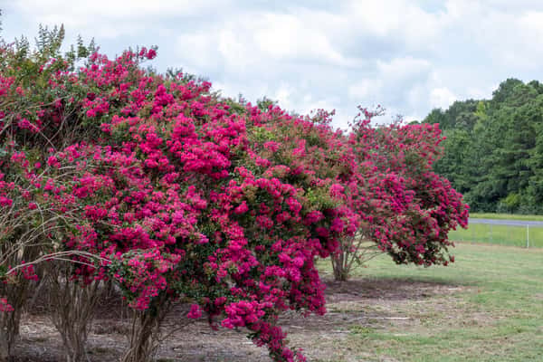 Crape Myrtle