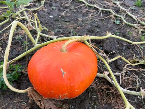 Pumpkin Patch