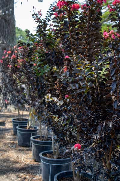 Crape Myrtles