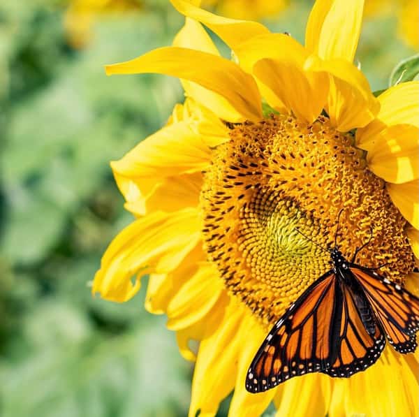 Sunflowers
