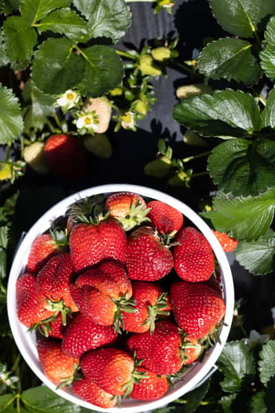 Strawberry Days