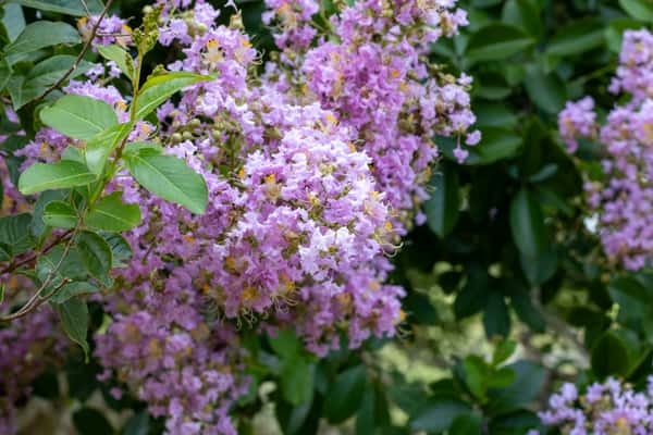 Crape Myrtle